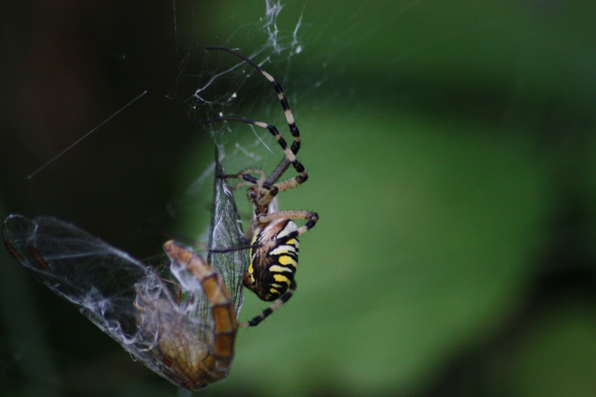 Argiope bruennichi